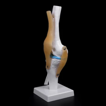 Анатомический человеческий коленный сустав Гибкая модель скелета Медицинское учебное пособие Анатомия Дропшиппинг